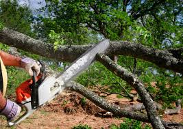 How Our Tree Care Process Works  in  Grain Valley, MO