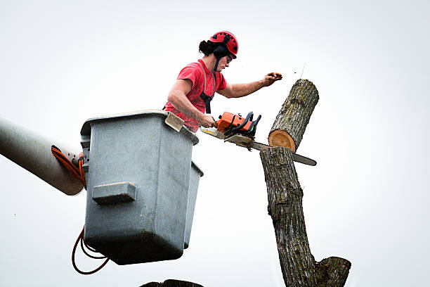 Best Hedge Trimming  in Grain Valley, MO